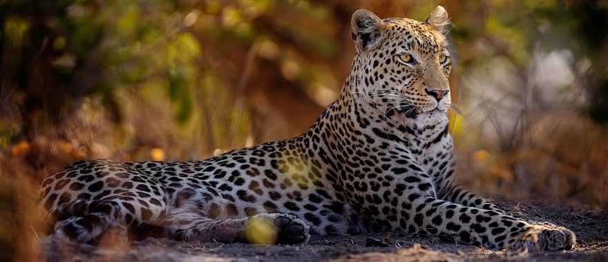 Leopard lounging in the Savuti region on Chobe National Park, Botswana