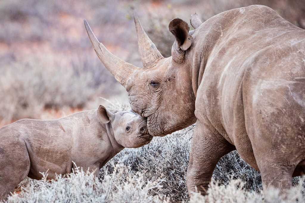 Female black rhino with her calf