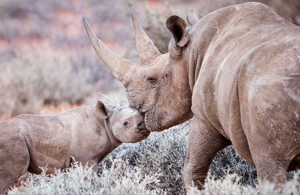 Female black rhino with her calf