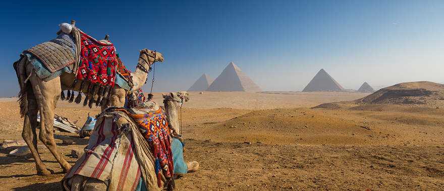 Camels rest before majestic pyramids on Egypt’s sunlit Giza Plateau.