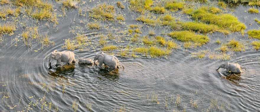 Best of Okavango & Southern Africa Safari by Private Plane - Elephant family in the river