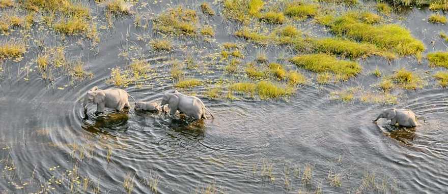 Best of Okavango & Southern Africa Safari by Private Plane - Elephant family in the river Best of Okavango & Southern Africa Safari by Private Plane - Elephant family in the river