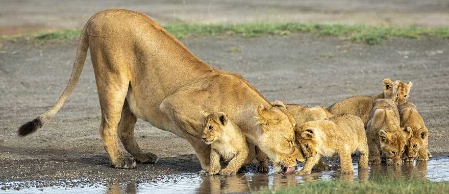 Lioness drinking with her cubs at Ndutu in the Ngorongoro Conservation Area, Tanzania