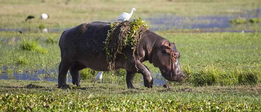 Hippopotamus with cattle egret on back in Zimbabwe