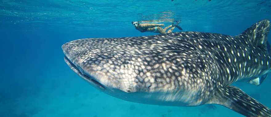 Woman diving with a whale shark in Australia Woman diving with a whale shark in Australia