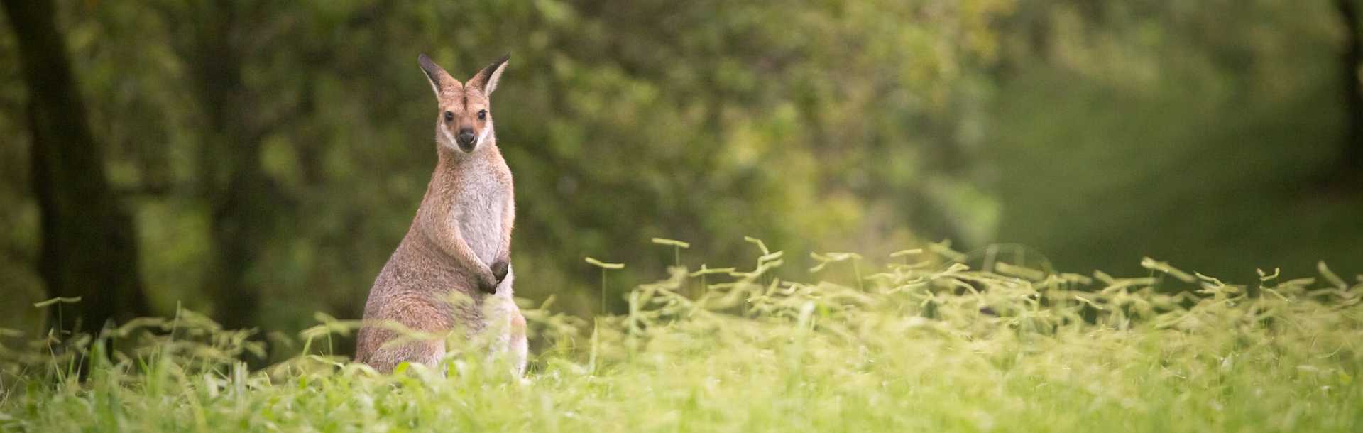 Wallaby in the forest, Australia.