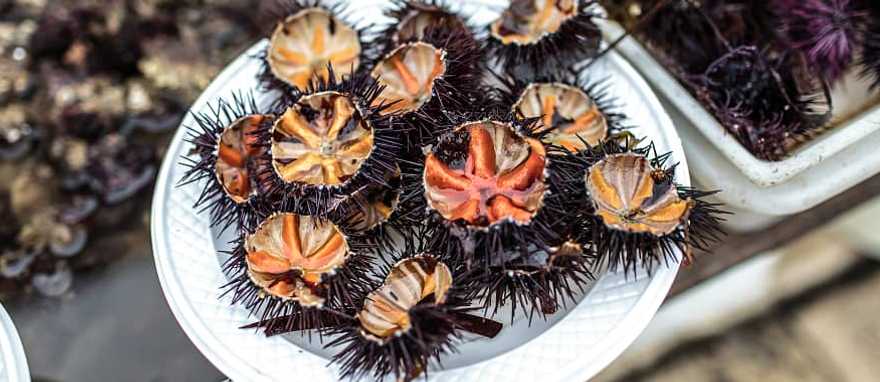 Fresh sea urchin at a seafood market in the Puglia region of Italy Fresh sea urchin at a seafood market in the Puglia region of Italy