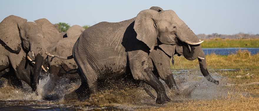 Family of elephants storming out of a waterhole together in Botswana, Africa