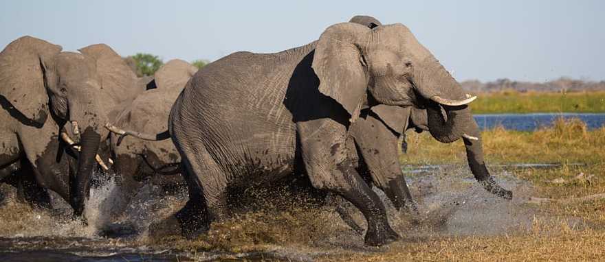 Family of elephants storming out of a waterhole together in Botswana, Africa Family of elephants storming out of a waterhole together in Botswana, Africa