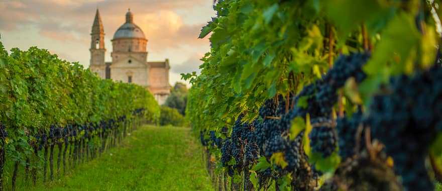 Vineyards in Montepulciano, Italy