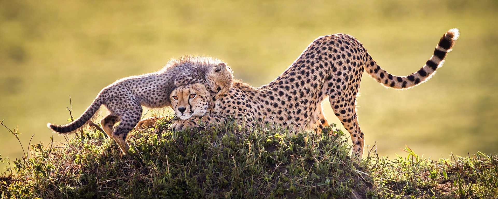 Female cheetah seen on safari playing with her cub on the savanna in Kenya