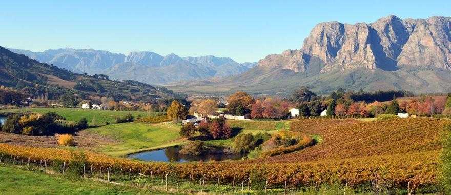 Winelands in South Africa