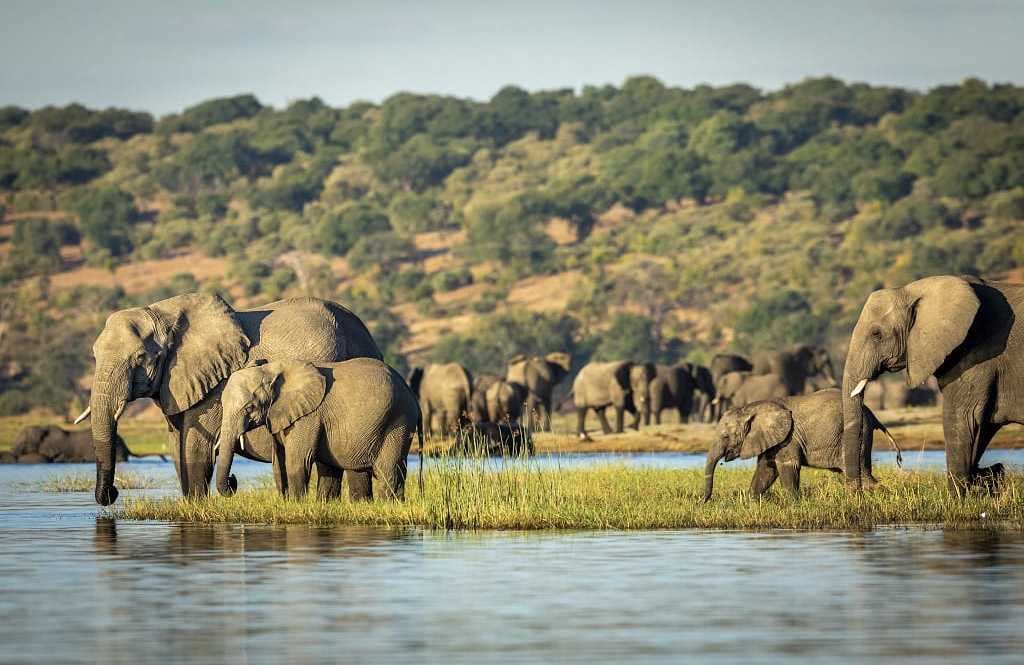 Herd of elephants along waterways of the Chobe River in Botswana
