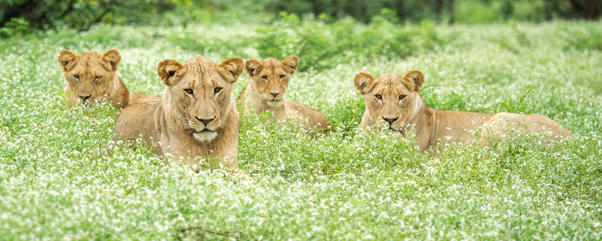 Female Lions in Kruger National Park