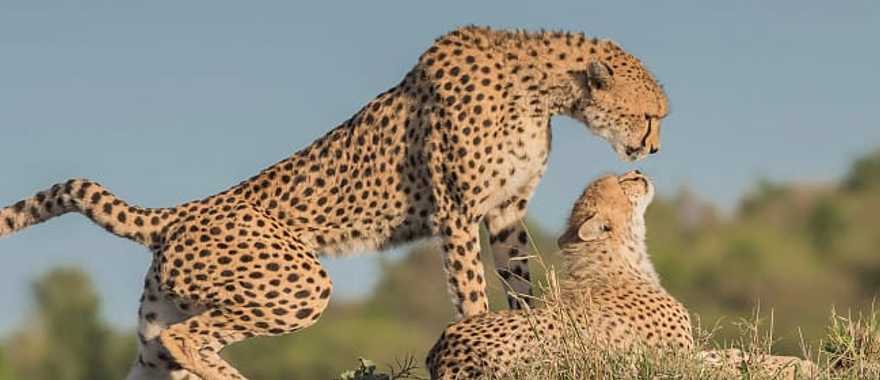 Cheetahs in Selous National Park, Tanzania