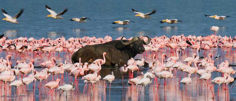 Buffalo surrounded by flamingos in Lake Nakuru, Kenya