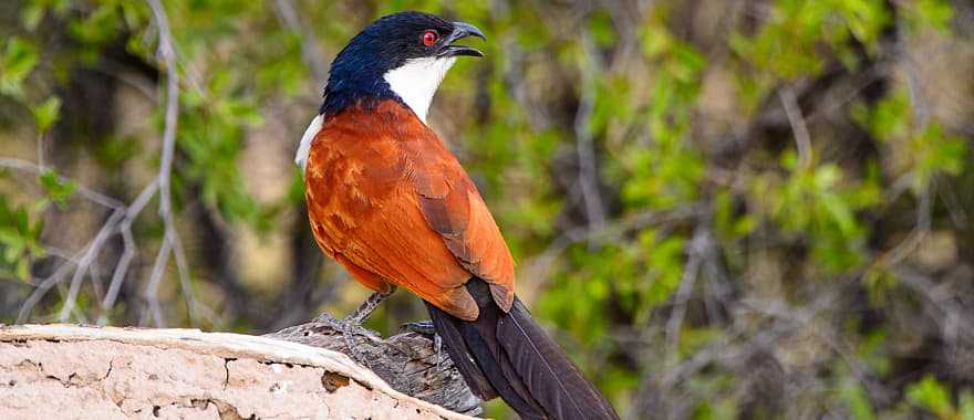 Moremi Game Reserve, Okavango Delta, Botswana