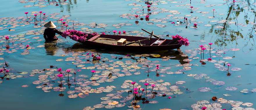 Boat on the Yen River, harvesting waterlilies in Ninh Binh, Vietnam