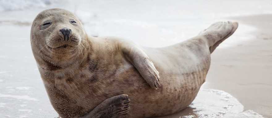 Sea lion on the beach. Sea lion on the beach.