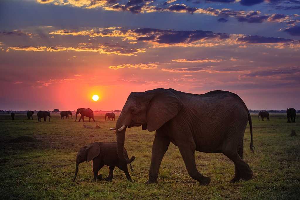 Herd of elephants at sunset in Chobe National Park, Botswana