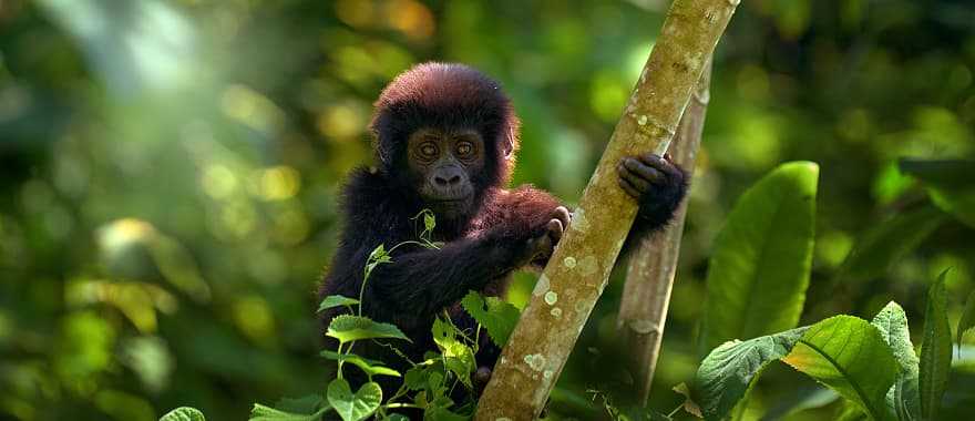 Young gorilla in Bwindi Impenetrable Forest, Uganda