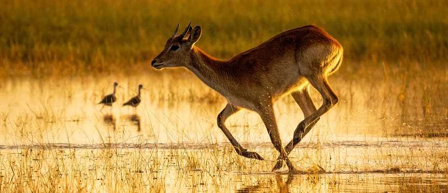 Lechwe running through the water in the Okavango Delta, Botswana