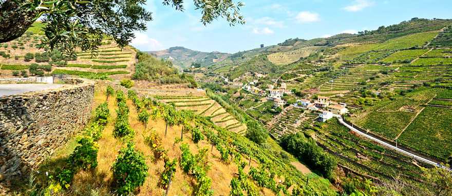 Vineyards of the Douro Valley in Portugal