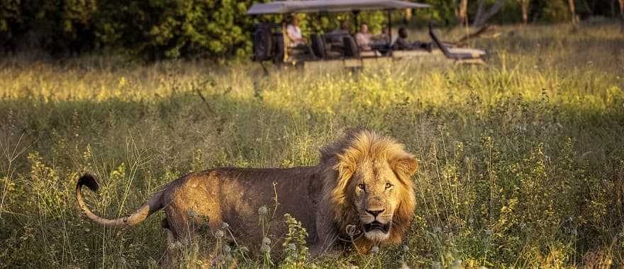 Large male lion walking through the tall grass on the Okavango Delta, Botswana