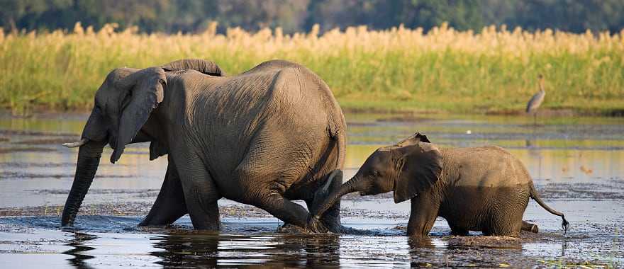 Elephant with baby crossing the river in Souther Africa
