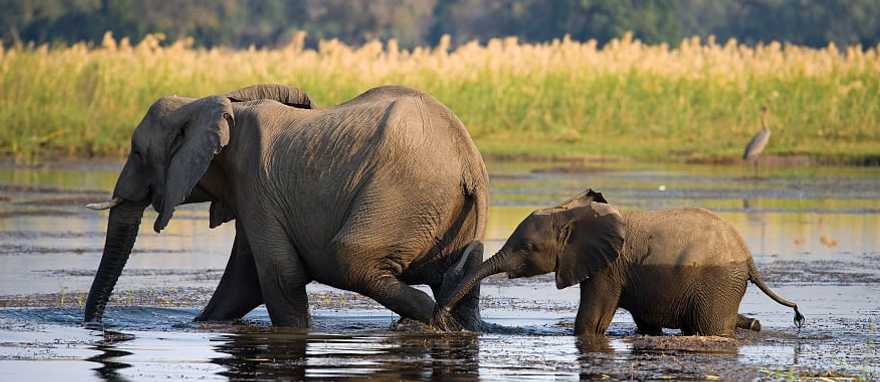 Elephant with baby crossing the river in Souther Africa Elephant with baby crossing the river in Souther Africa