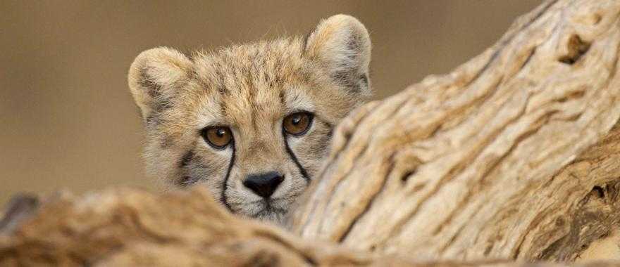 Cute cheetah cub at Kruger National Park, South Africa
