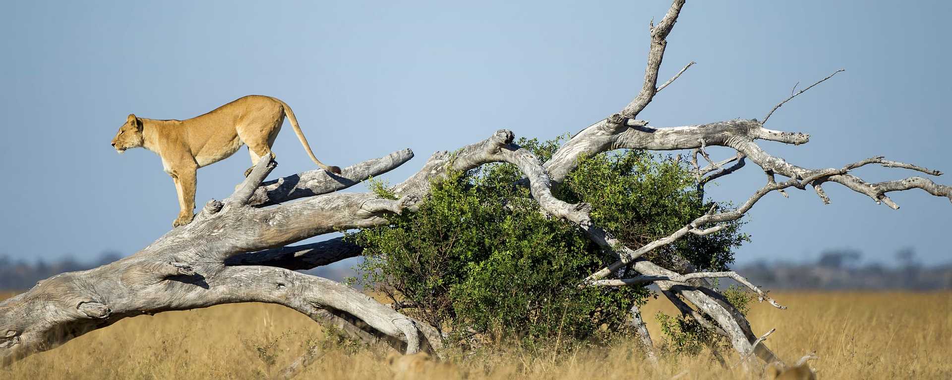 Lionesse on a tree in Chobe National Park, Botswana