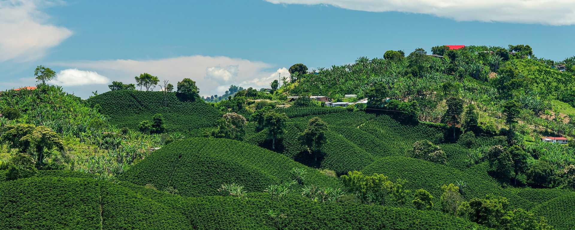 Coffee plantation landscape in the Colombia Coffee Triangle