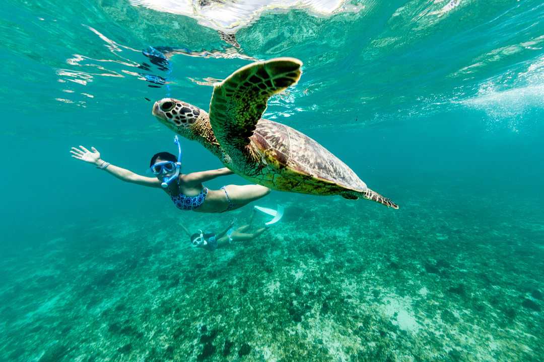 Two women snorkeling with a sea turtle in the clear blue waters of Okinawa, Japan
