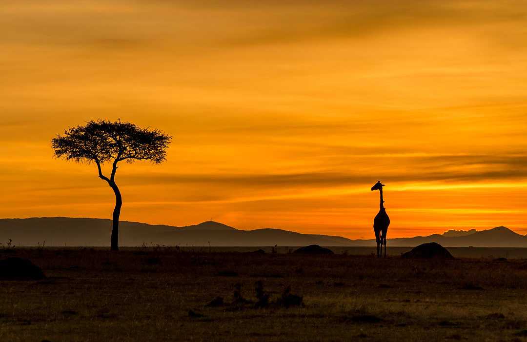 A lone giraffe and acacia tree during a sunset in the savanna.