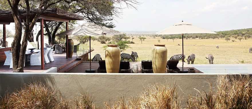 Zebras by a Luxury lodge in Serengeti
