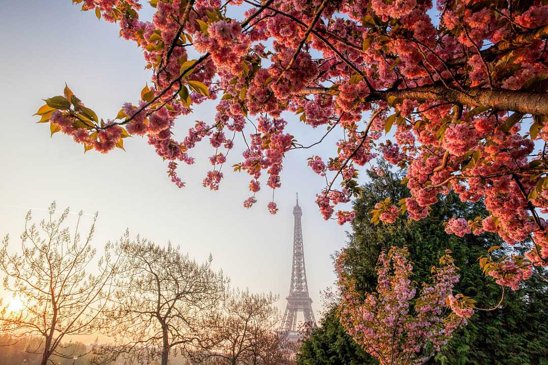 Cherry blossoms frame the Eiffel Tower in Pari, France