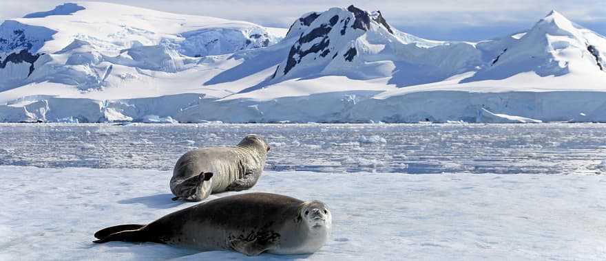 Crabeater seals on ice floe in the Antarctica