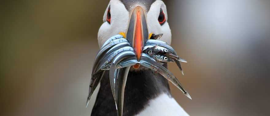 Atlantic Puffin bird, Ireland