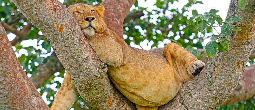Lion resting in a tree in the African savanna