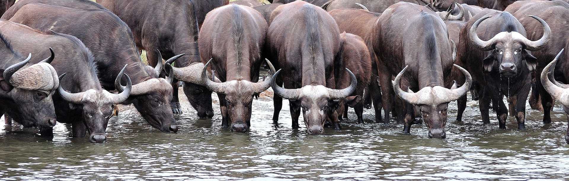 African Buffaloes in Kruger National Park, South Africa