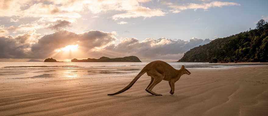 Kangaroo on the beach in Australia