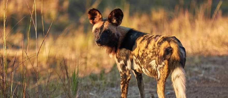 Wild dog in Kafue National Park, Zambia