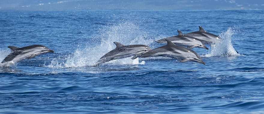 Family of dolphins in the Azores, Portugal
