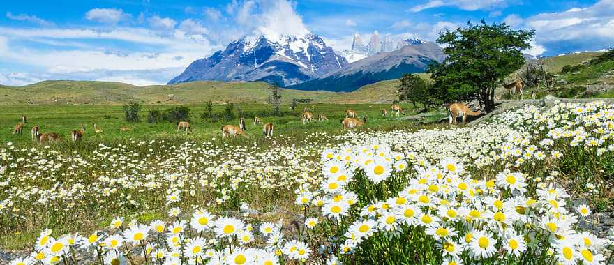 Wild flowers blooming in Torres del Paine, Chile