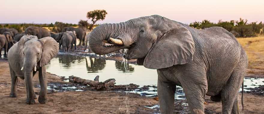 Elephant herd in Hwange National Park, Zimbabwe Elephant herd in Hwange National Park, Zimbabwe