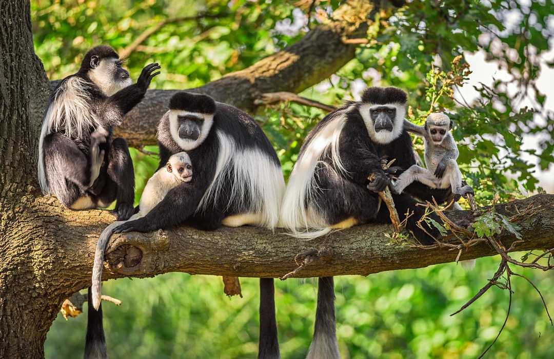 A family of Mantled Guereza monkeys in Rwanda.