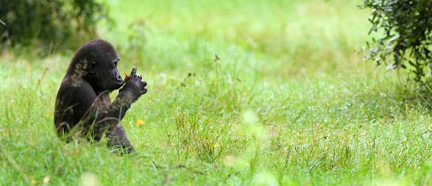 Young gorilla in a field