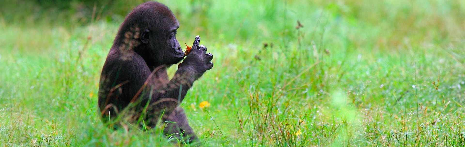 Rwanda Gorilla Trekking and Safari - Gorilla examines flower