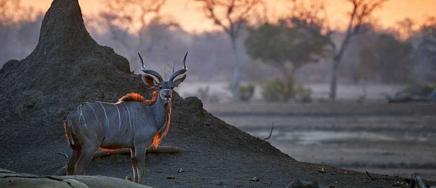 Greater Kudu in Mana Pools National Park in Zimbabwe